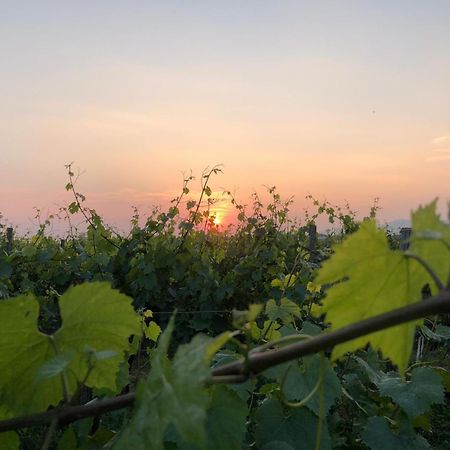 La Corte Del Bona - Vicino Alle Cantine E A Circa 15 Minuti Dal Lago Di Iseo - Lejlighed Erbusco Eksteriør billede