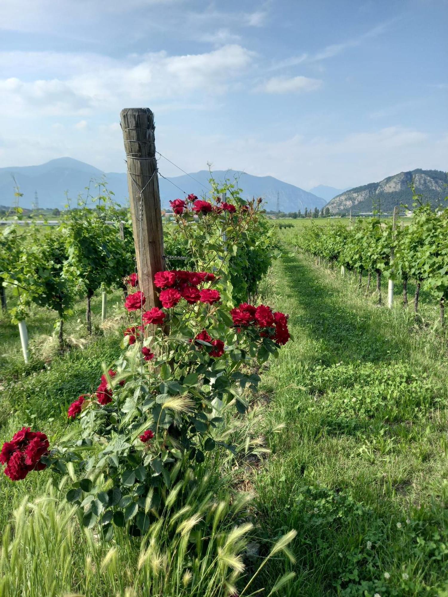 La Corte Del Bona - Vicino Alle Cantine E A Circa 15 Minuti Dal Lago Di Iseo - Lejlighed Erbusco Eksteriør billede