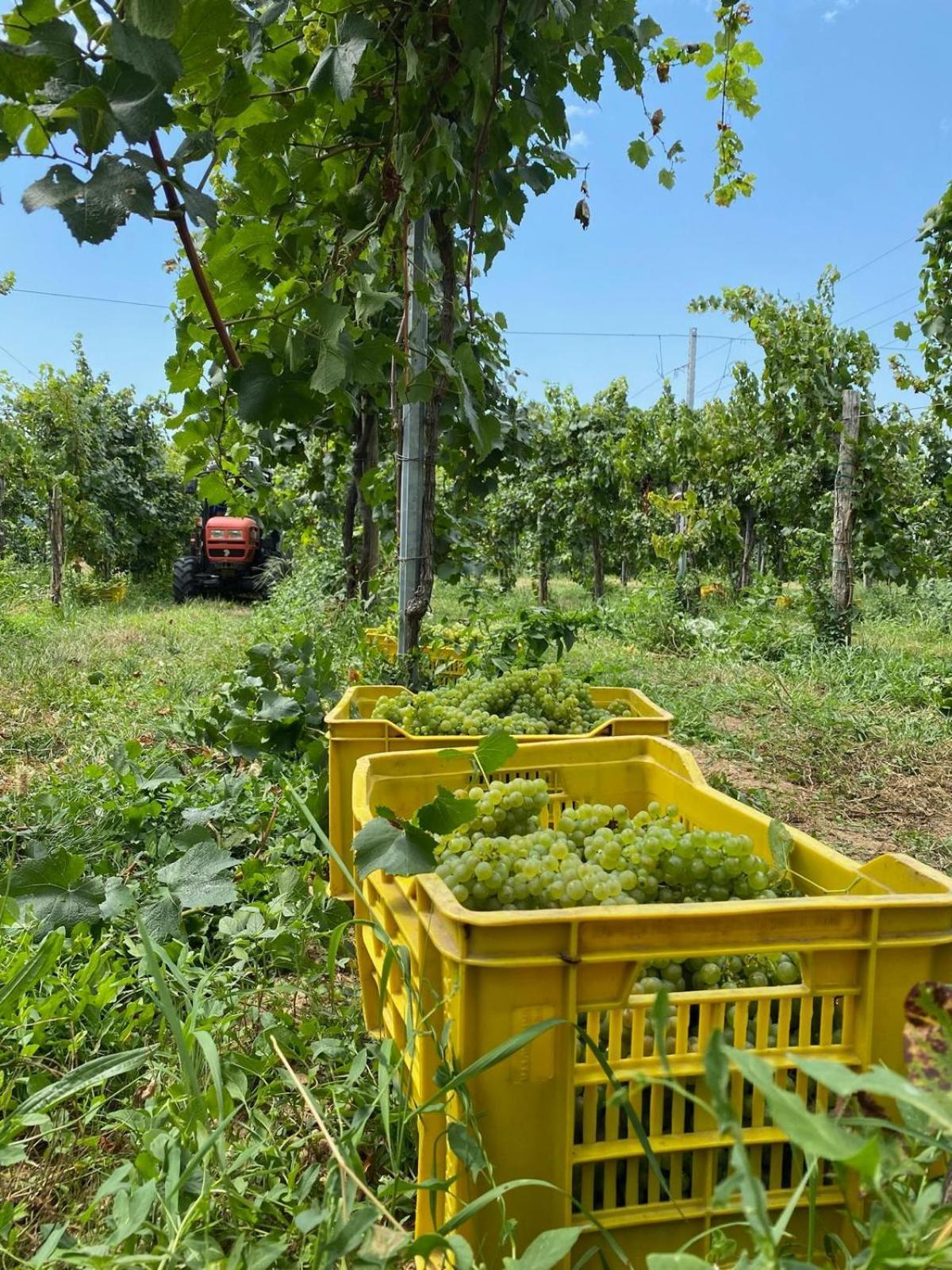 La Corte Del Bona - Vicino Alle Cantine E A Circa 15 Minuti Dal Lago Di Iseo - Lejlighed Erbusco Eksteriør billede