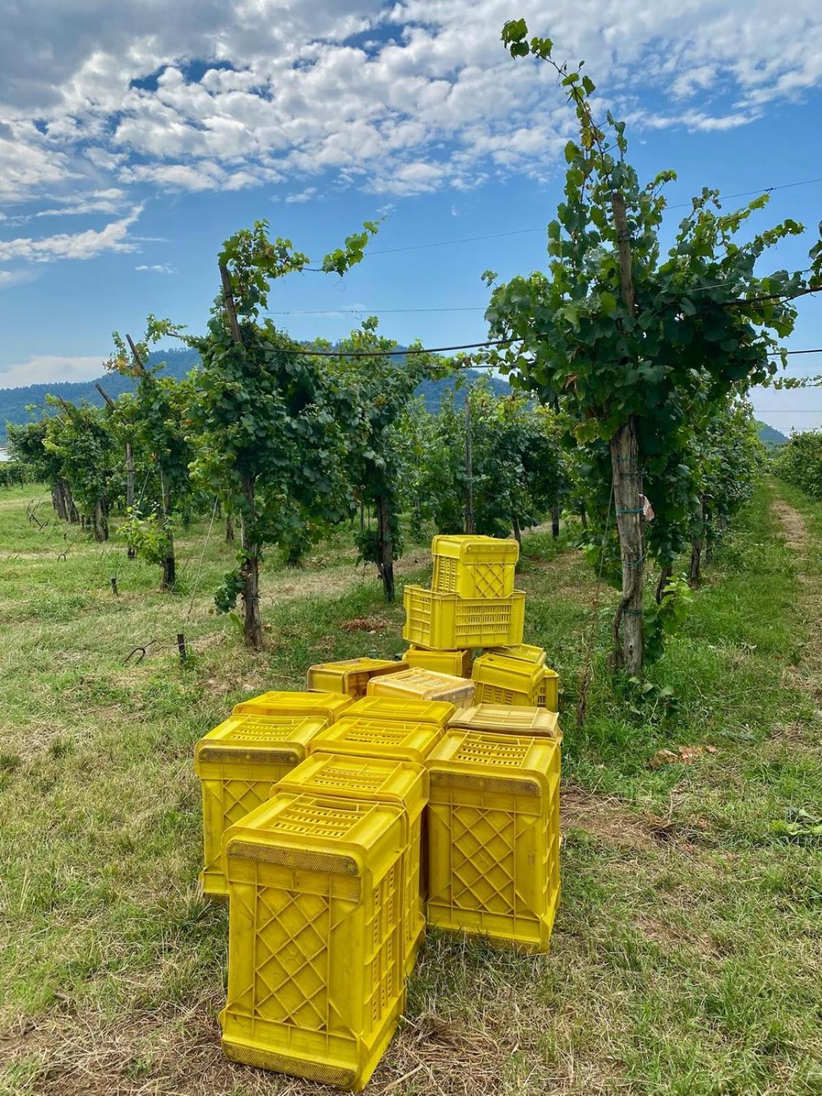 La Corte Del Bona - Vicino Alle Cantine E A Circa 15 Minuti Dal Lago Di Iseo - Lejlighed Erbusco Eksteriør billede