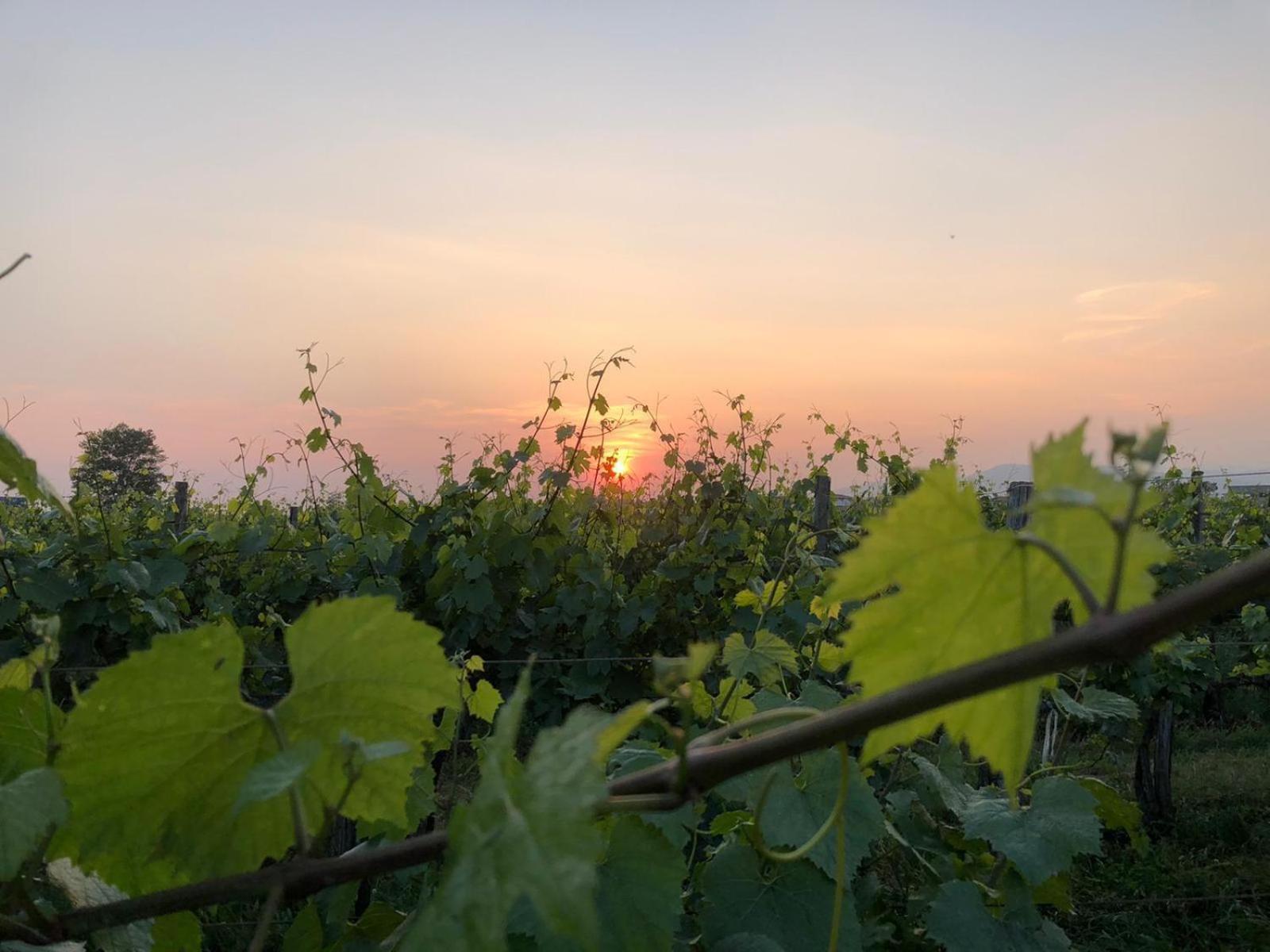 La Corte Del Bona - Vicino Alle Cantine E A Circa 15 Minuti Dal Lago Di Iseo - Lejlighed Erbusco Eksteriør billede
